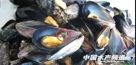 海鲜不可以吃的是哪些,海鲜禁忌你知道多少
