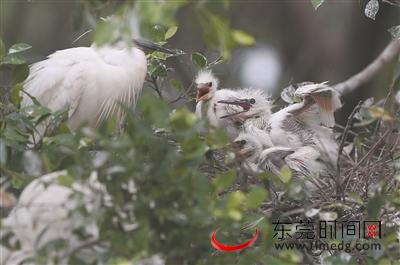 白鹭天堂在哪里,白鹭天堂怎么样