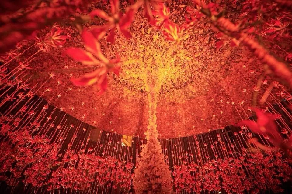 麻宁推荐|中国最时尚的未来花世界，拍照太出片了！