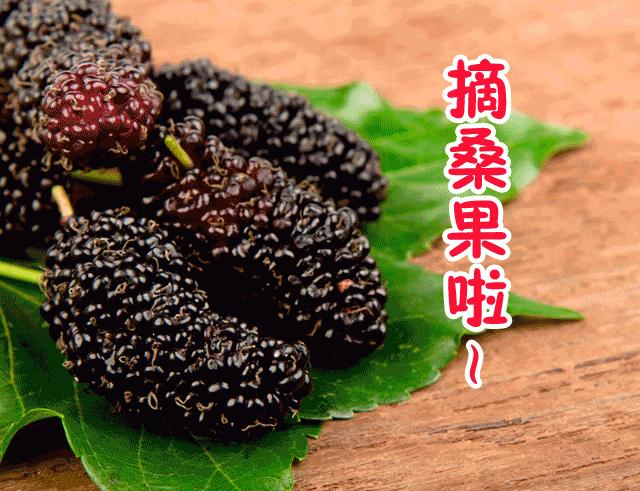 AreYouReady~~~第六届桑果紫酒节火爆来袭！采桑葚，赏演出，如此“葚”好！