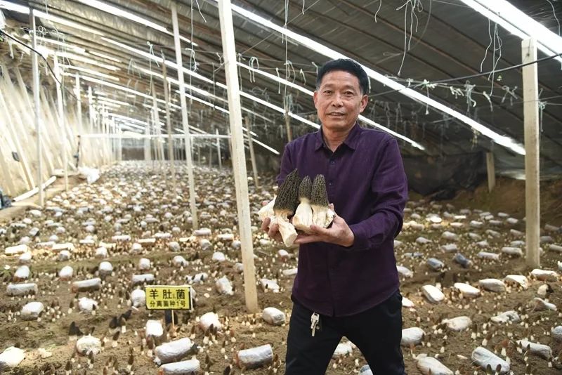 厉害了！栾城这个地方种出了“贵族菌”