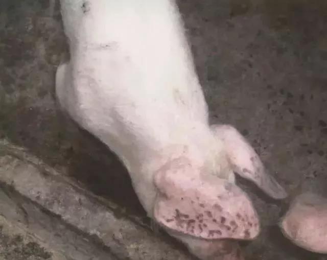 猪场常见环控问题,猪场圆环怎么处理