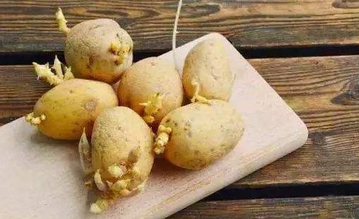 福建人都爱吃的这东西,竟然比毒蛇还毒?朋友圈今天被它刷爆!但别慌,真相是这样的…