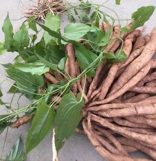 胡博士说中草药,胡博士说中医241集