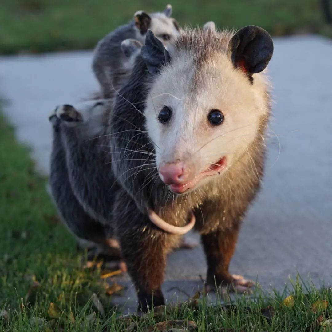 Hello！我是无法负负得正的负鼠