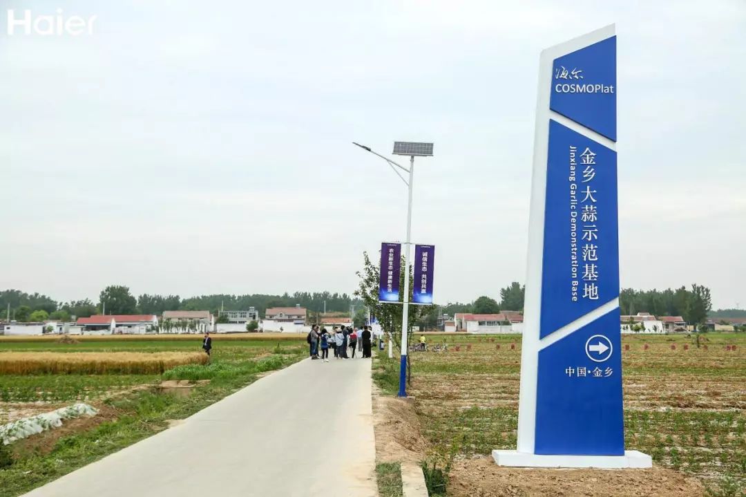制造业巨头海尔种金乡大蒜，真能改变“蒜你完”？