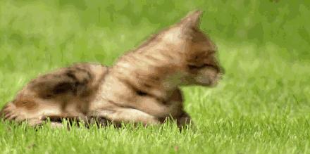 猫咪呜呜呜的叫是什么意思,猫咪呜呜呜的跑来跑去