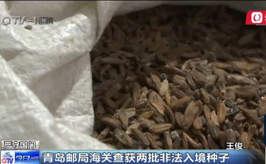 可以带植物种子出境吗,带植物种子入境时需要注意什么