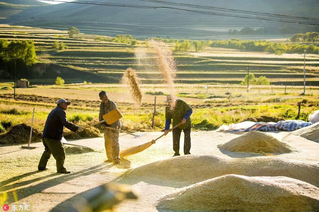 中国农民丰收节秋分节气同一天,二十四节气秋分也是农民丰收节