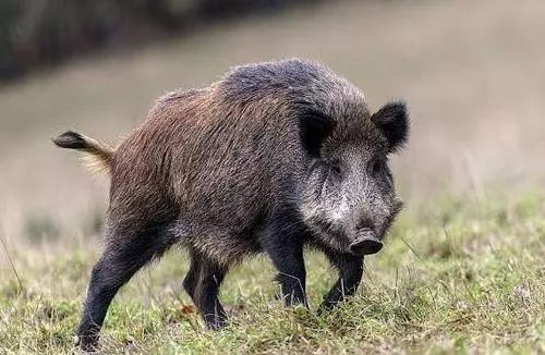 【慢城·关注】保护秦岭│蓝小宣带你探秘秦岭蓝田段“绿色宝库”（三）