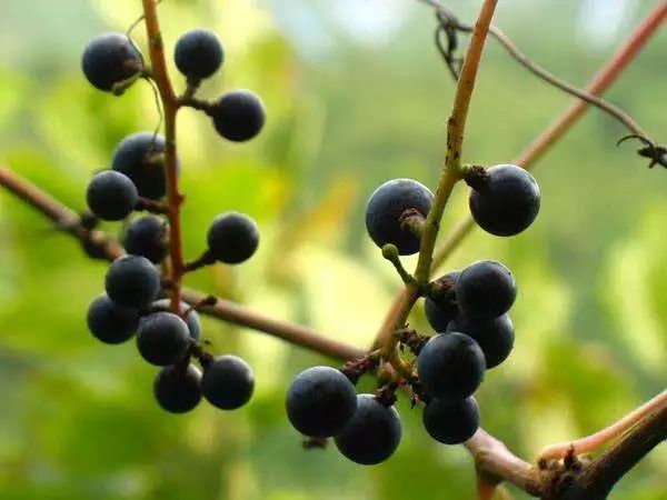 【慢城·关注】保护秦岭│蓝小宣带你探秘秦岭蓝田段“绿色宝库”（三）