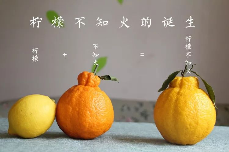 又脆又甜又多汁的水果,皮薄甜脆的水果