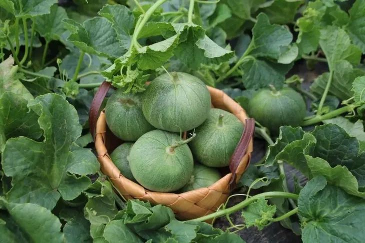 【周六午】春季抢先吃，烟台绿宝甜瓜，香脆多汁、清甜爽口，带皮啃更过瘾！