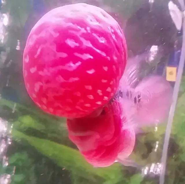 这款爆炸美罗，必须要给大家瞅瞅！