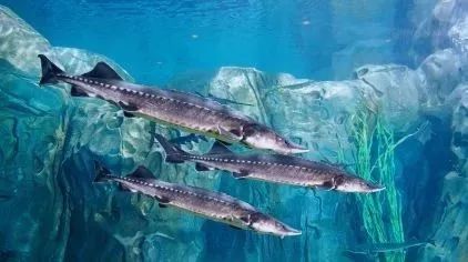 上海魔都景区,上海魔都必去景点免费