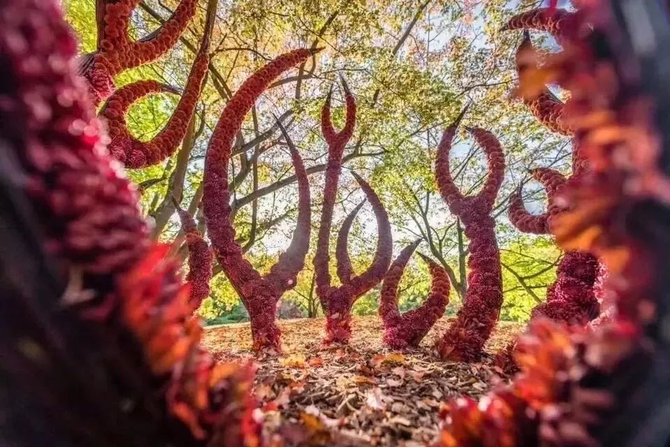 再也不羡慕别人家的果园,再也不用羡慕人家种的花