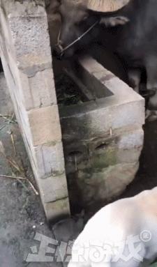 正经GIF囧图:女人不要和男人比骚,地铁上的泳装让人把持不住