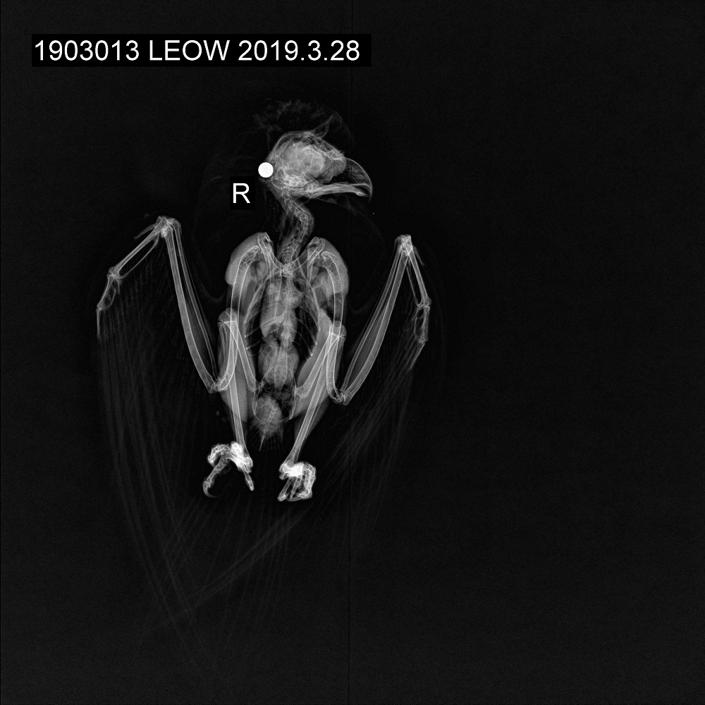 猛禽康复中心,猛禽康复训练视频