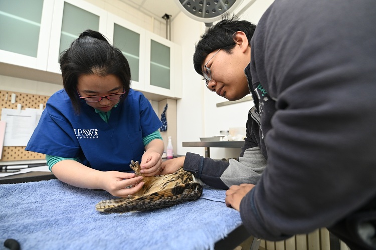 猛禽康复中心,猛禽康复训练视频