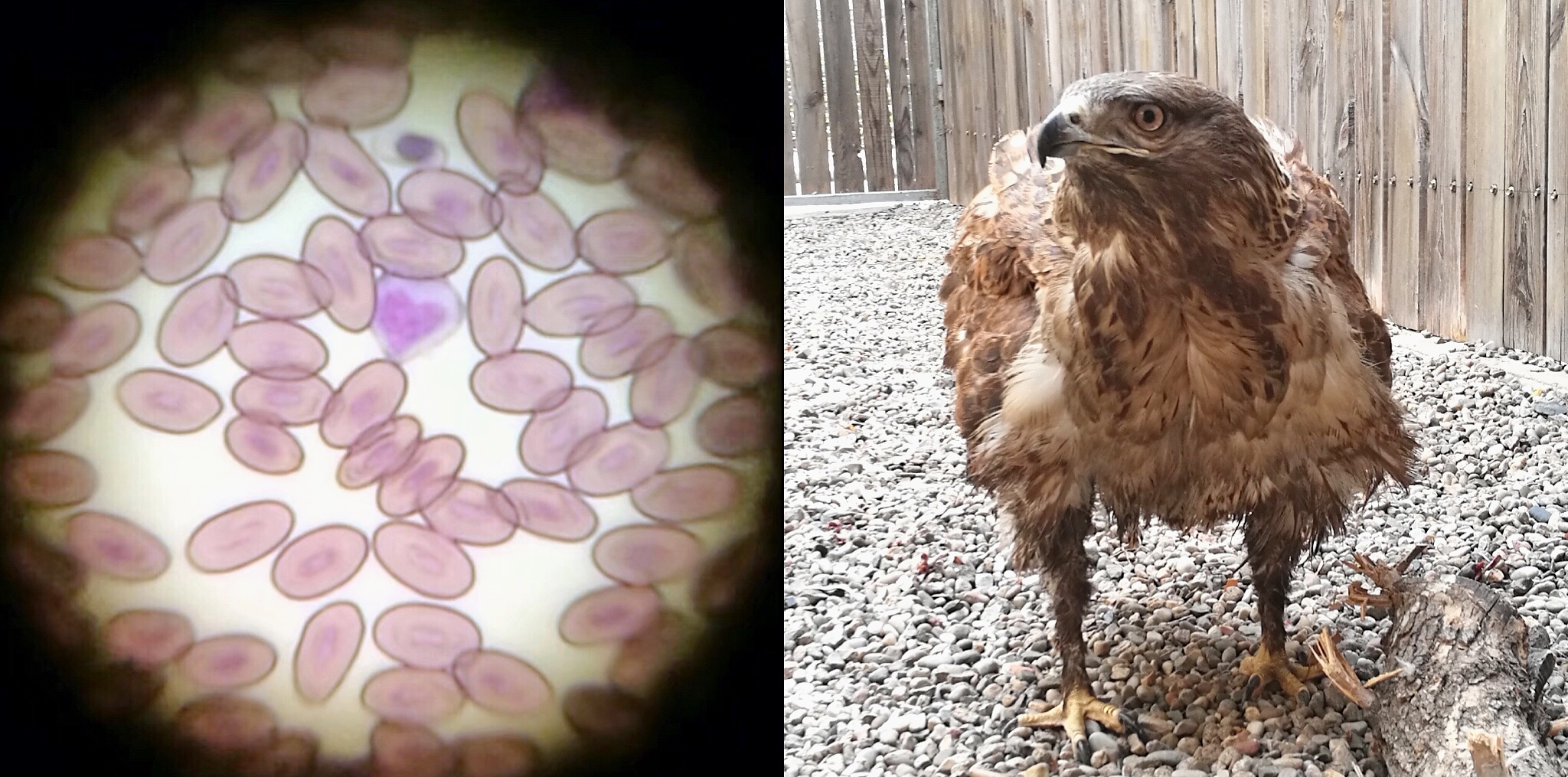 猛禽康复中心,猛禽康复训练视频