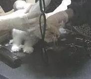 猫咪10种常见病图片,猫咪得了怪病咳嗽不止