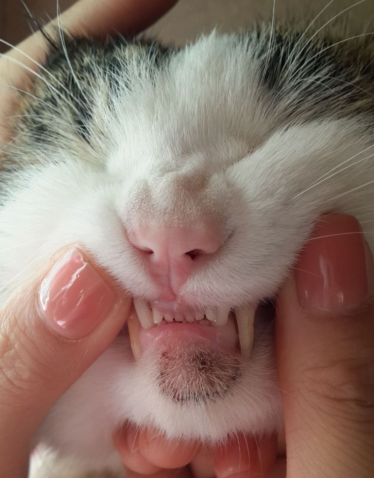 猫咪10种常见病图片,猫咪得了怪病咳嗽不止