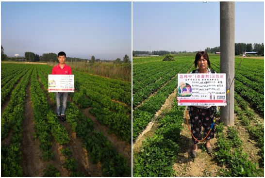 达科宁杀菌剂,达科宁百菌清杀菌剂