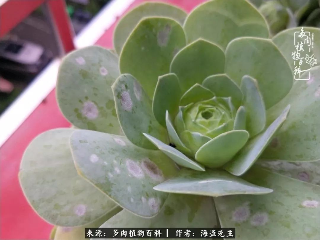 多肉山地玫瑰长了白粉病怎么办,山地玫瑰养花小知识