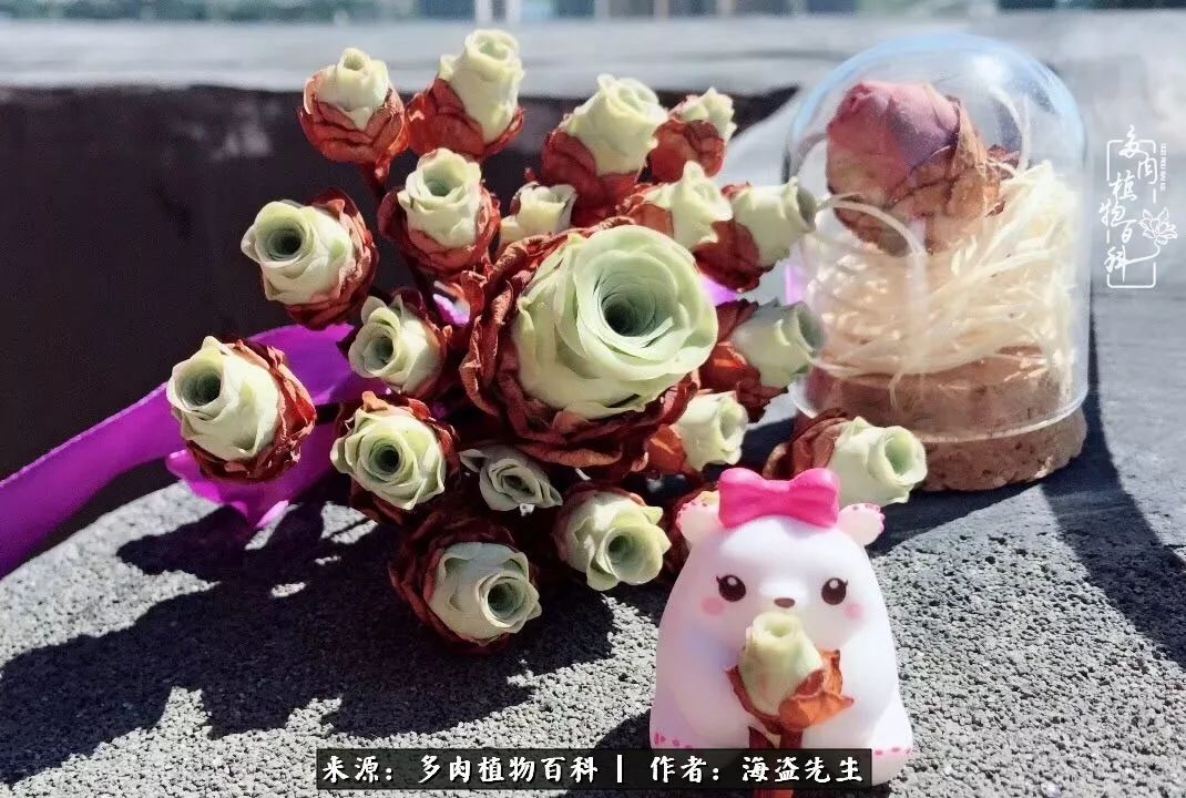 多肉山地玫瑰长了白粉病怎么办,山地玫瑰养花小知识