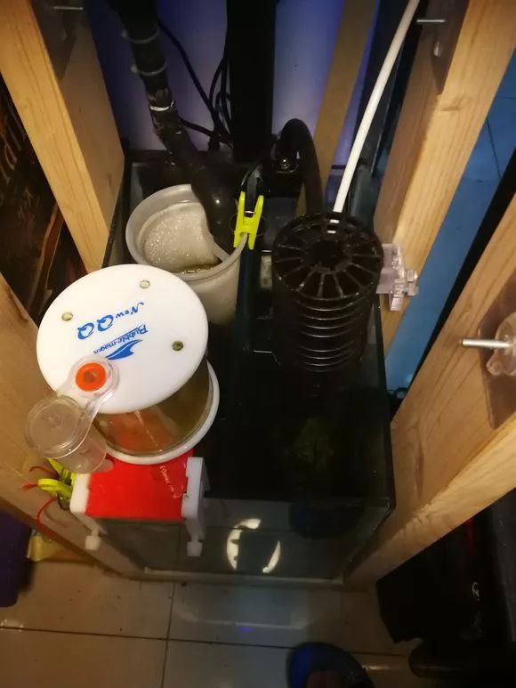 学生党20厘米小缸,学生后生可畏