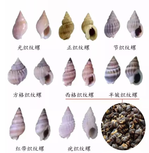 提醒!近期千万别碰它!2岁男童吃后变植物人!暂无特效药