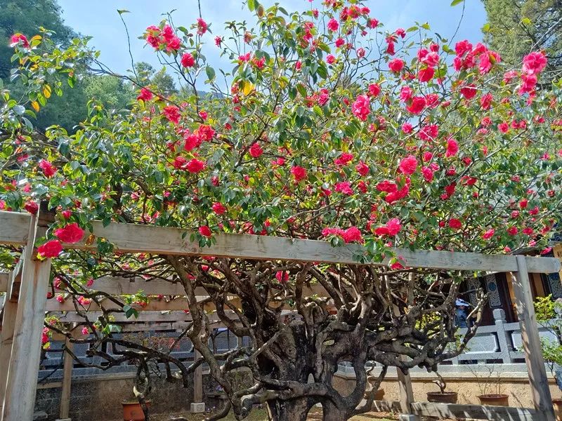 丽江让你流连忘返的地方,流连忘返丽江之旅