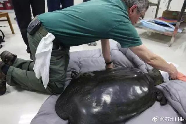 中国唯一一只斑鳖,全世界的斑鳖灭绝了吗