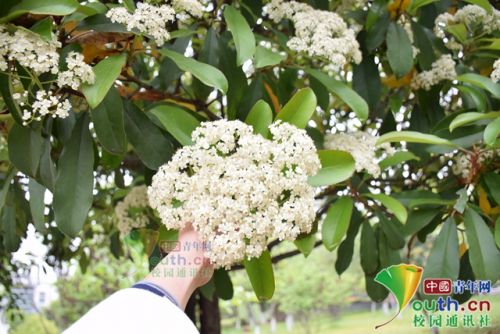 石楠花有什么独特的气味,石楠花是个什么气味