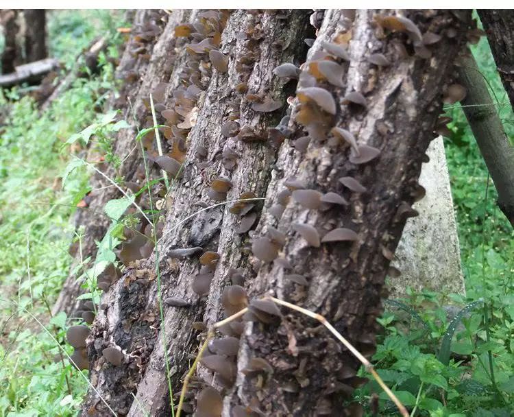 栀子花开李乃东经典散文,李乃东散文全文