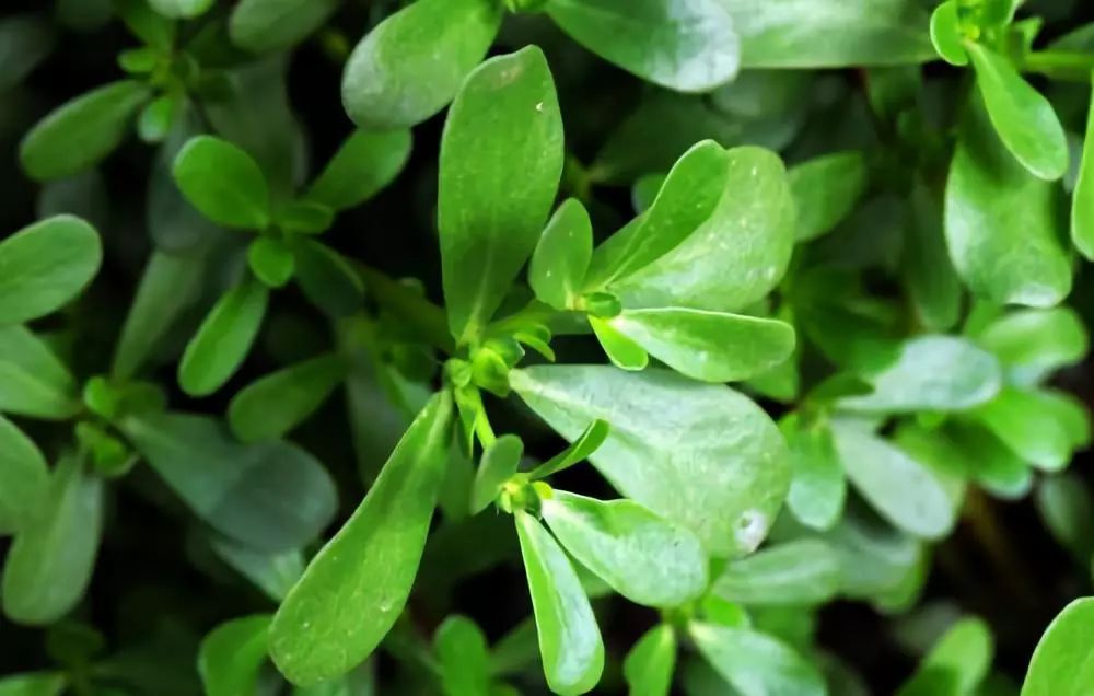 超级真菌爆发死亡率,超级细菌真菌致死率