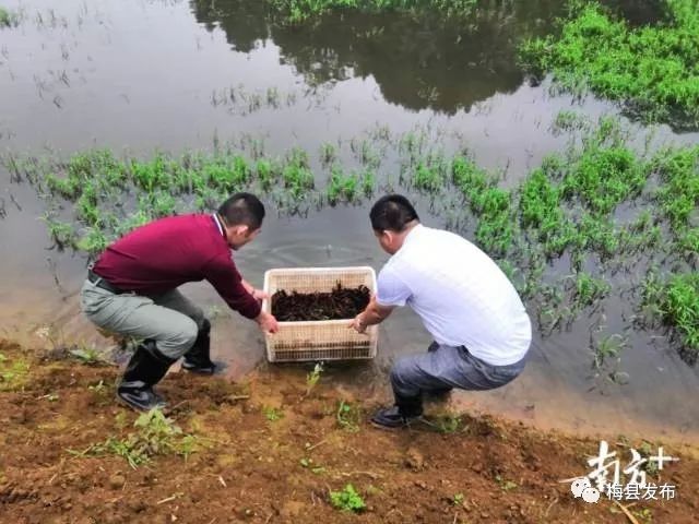 “致富虾”游出“脱贫路”！大坪镇打造特色品牌助推乡村振兴