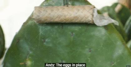 BBC又来惊爆：你抹口红，就是在亲吻上万只昆虫尸体？美丽背后这么血腥…