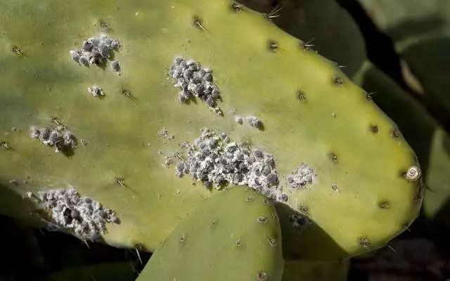 BBC又来惊爆：你抹口红，就是在亲吻上万只昆虫尸体？美丽背后这么血腥…