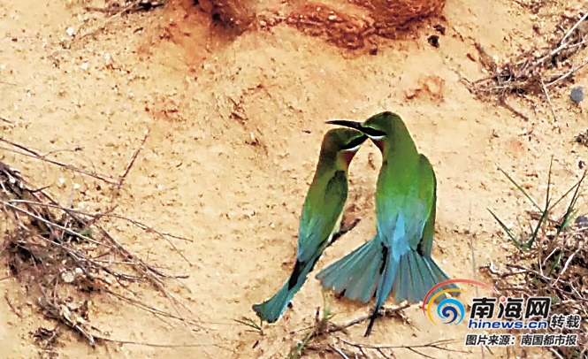 海口金沙湾两男子用弹弓打珍稀鸟类林业执法部门介入调查