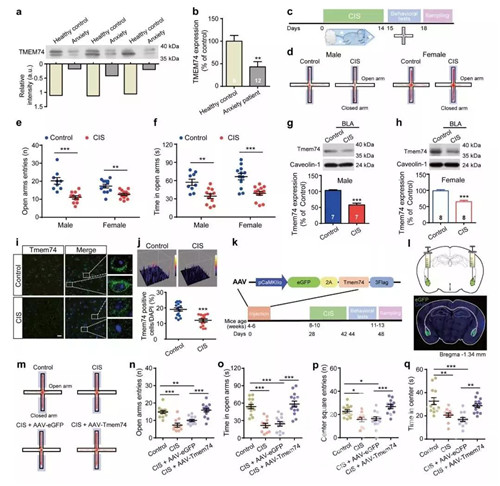 焦虑障碍？南医大发现一种与焦虑症相关的蛋白