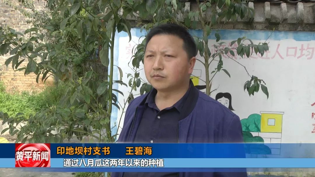 八月瓜，成为一碗水乡村民的增收“致富瓜”