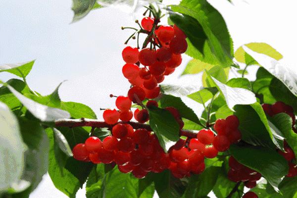 又一年樱桃采摘季,一年一度的大樱桃采摘模式已开启