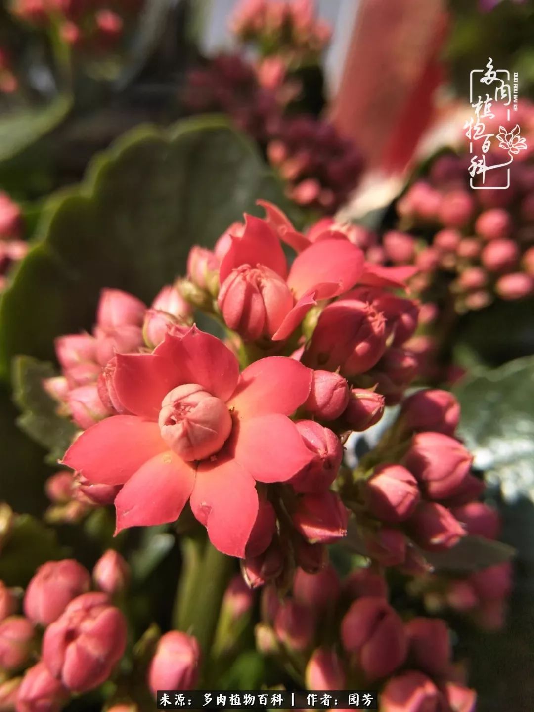 多肉开花最好看最好养前十名,多肉哪个品种开花最好看
