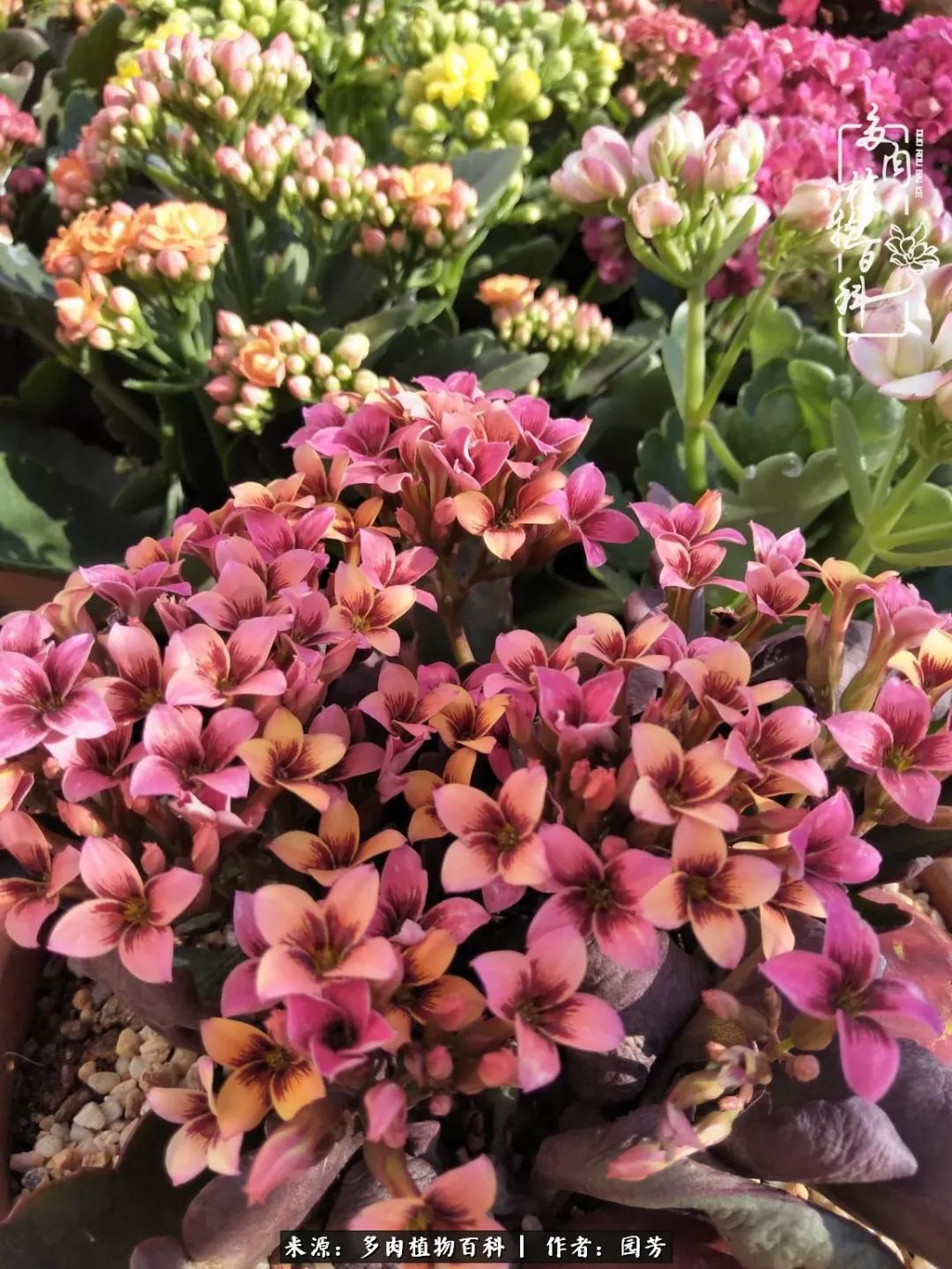 多肉开花最好看最好养前十名,多肉哪个品种开花最好看