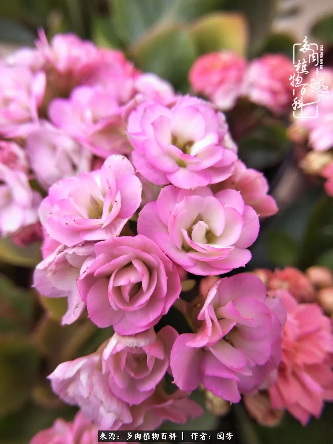 多肉开花最好看最好养前十名,多肉哪个品种开花最好看