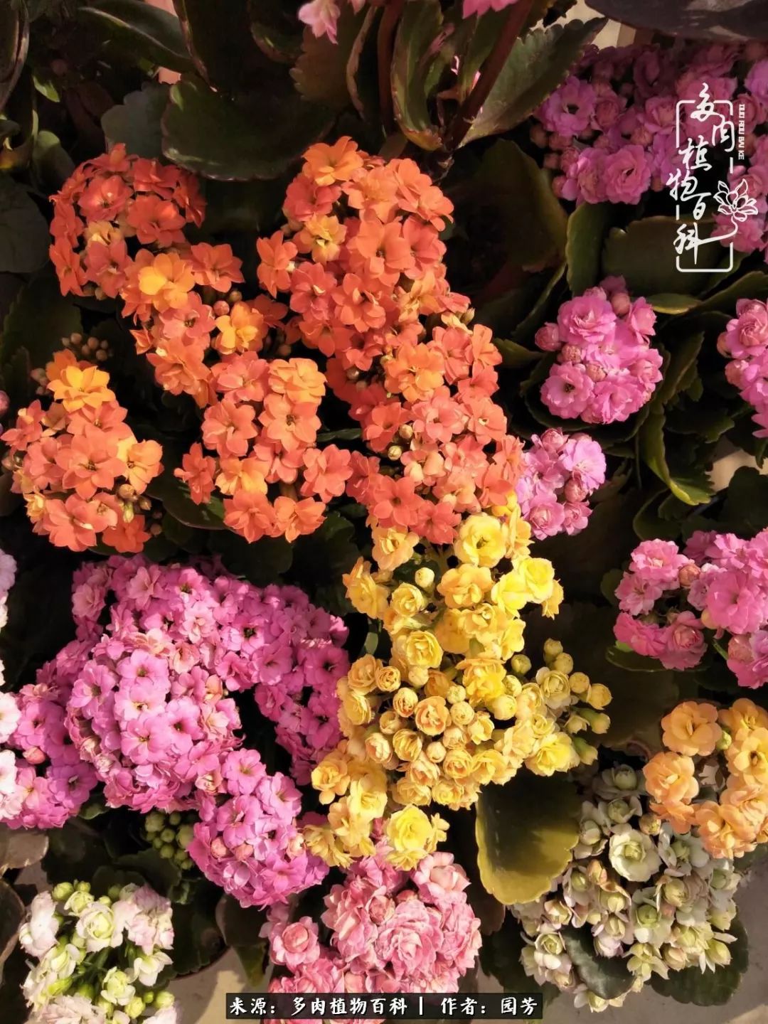 多肉开花最好看最好养前十名,多肉哪个品种开花最好看