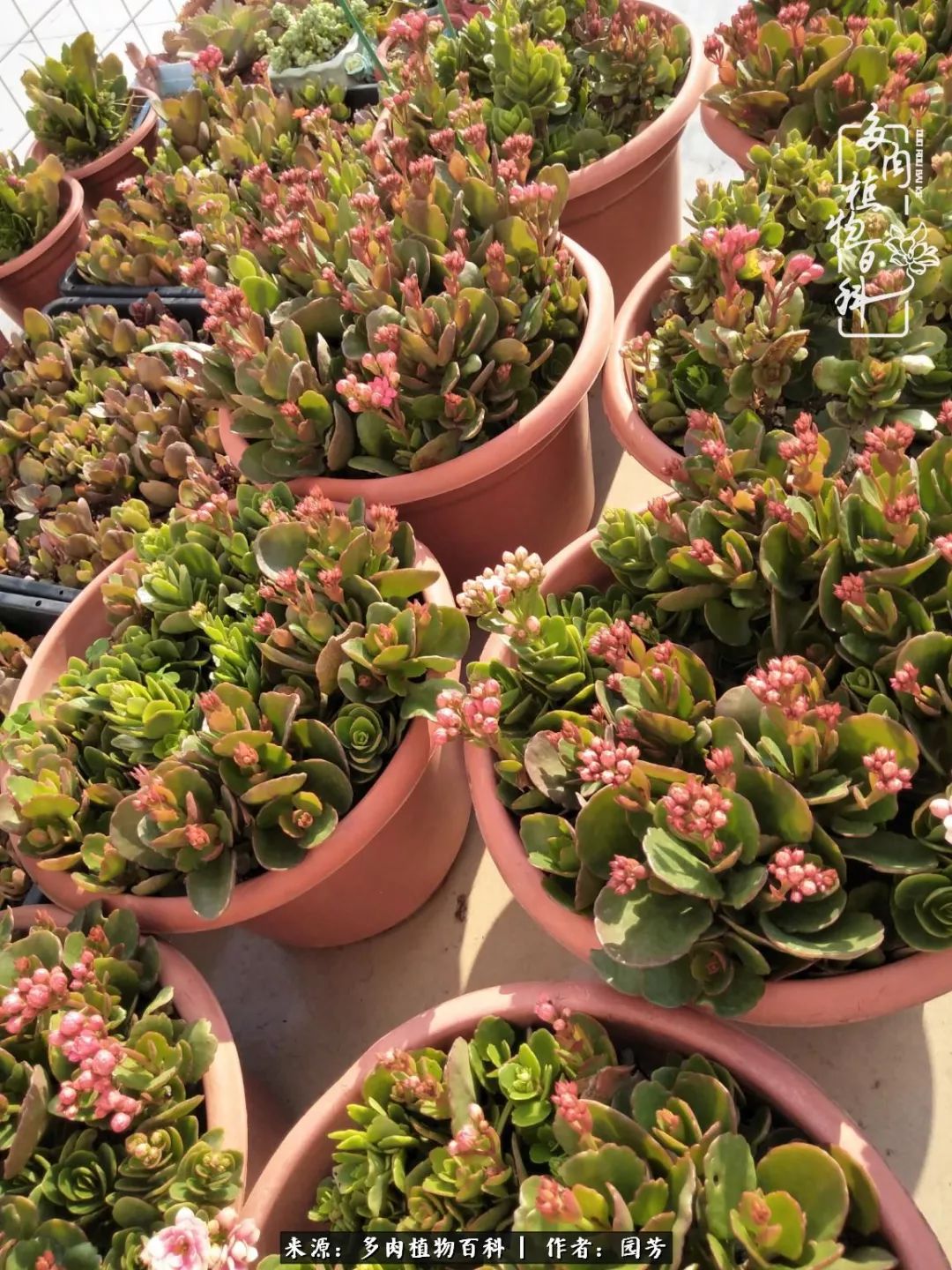 多肉开花最好看最好养前十名,多肉哪个品种开花最好看