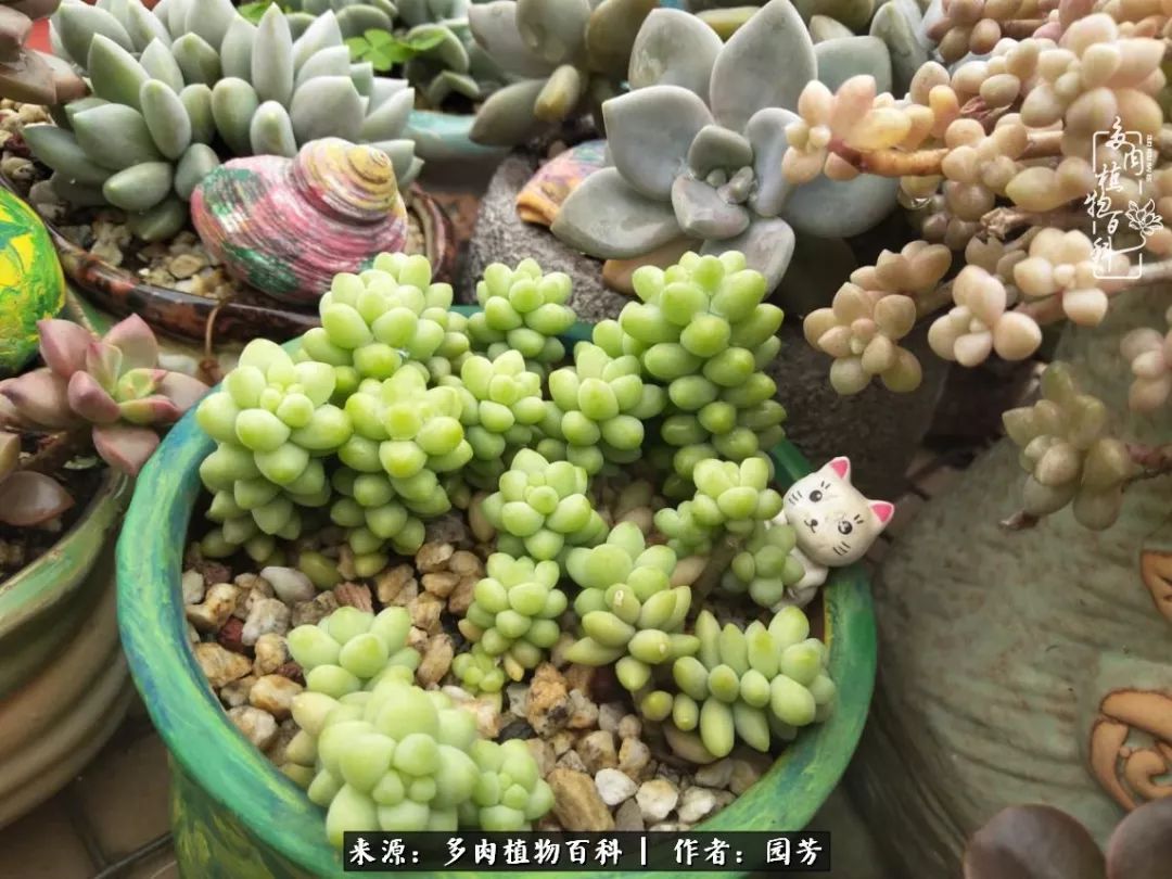 多肉开花最好看最好养前十名,多肉哪个品种开花最好看