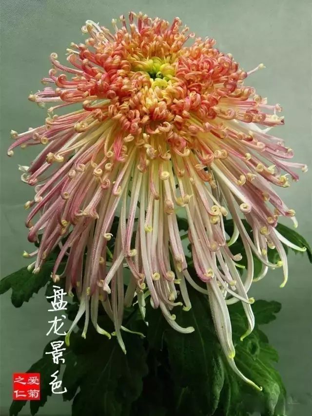 80种最美菊花高清图片,最具欣赏价值的菊花